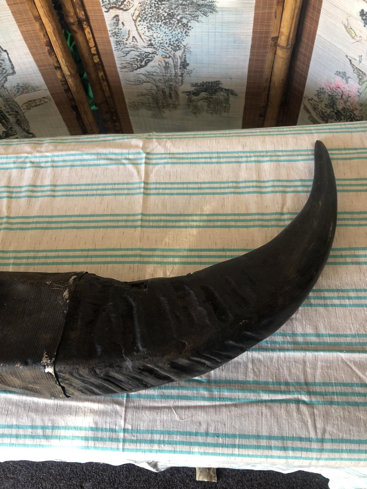 pair of buffalo horns decor