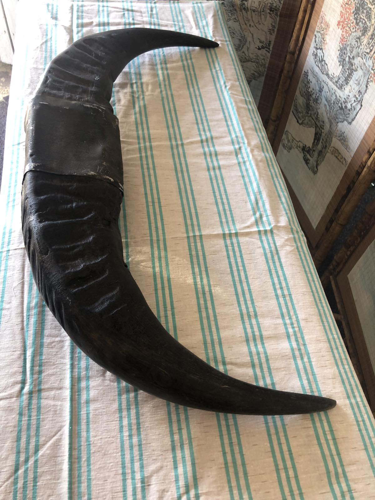 pair of buffalo horns decor