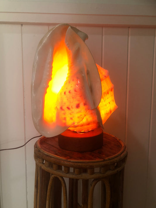 Beautiful shell lamp