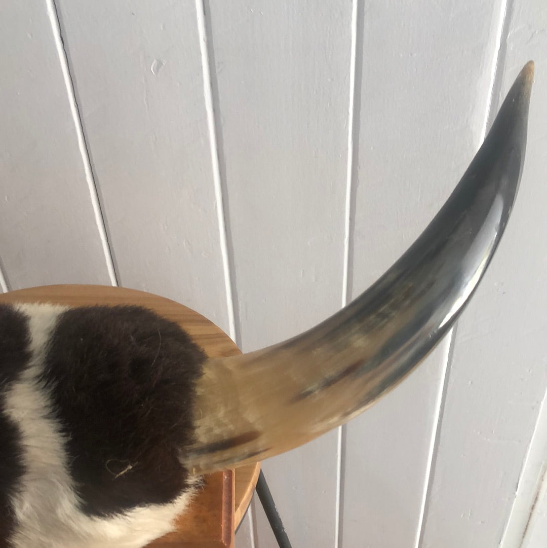 Vintage Bull horns