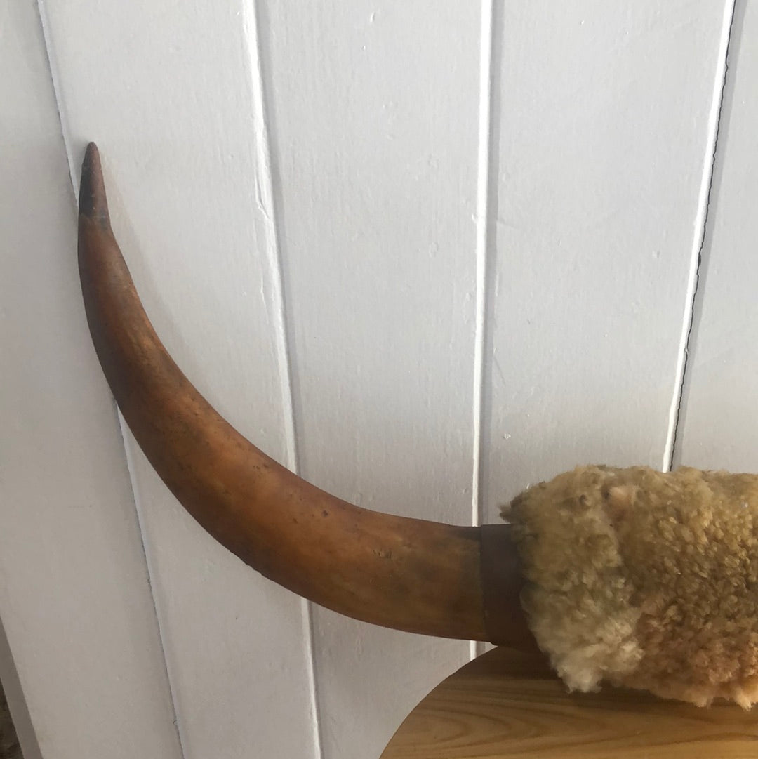 Vintage bull horns