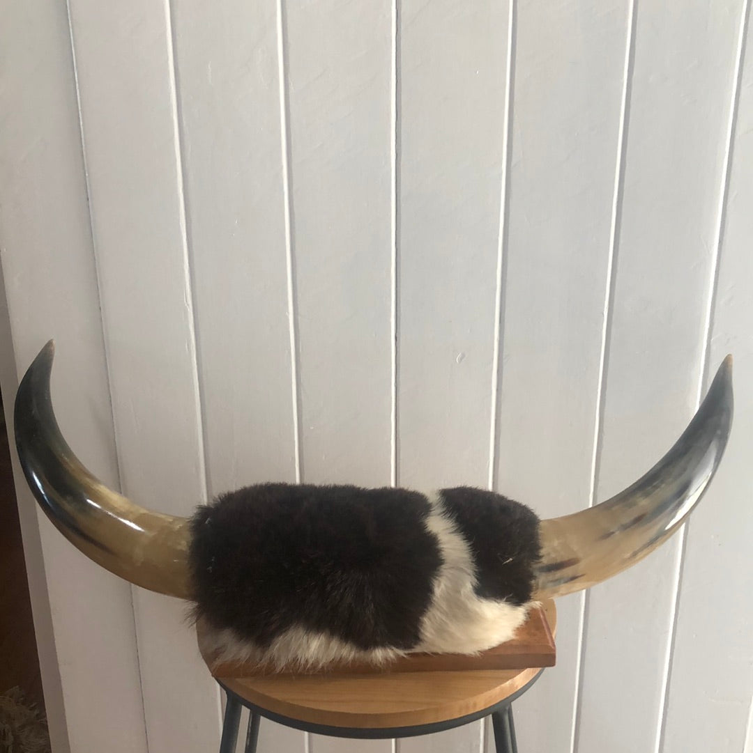 Vintage Bull horns